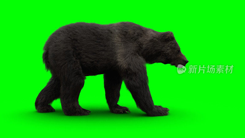 熊走。绿屏隔离。3 d渲染。